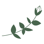dessin d'une fleur de couleur verte